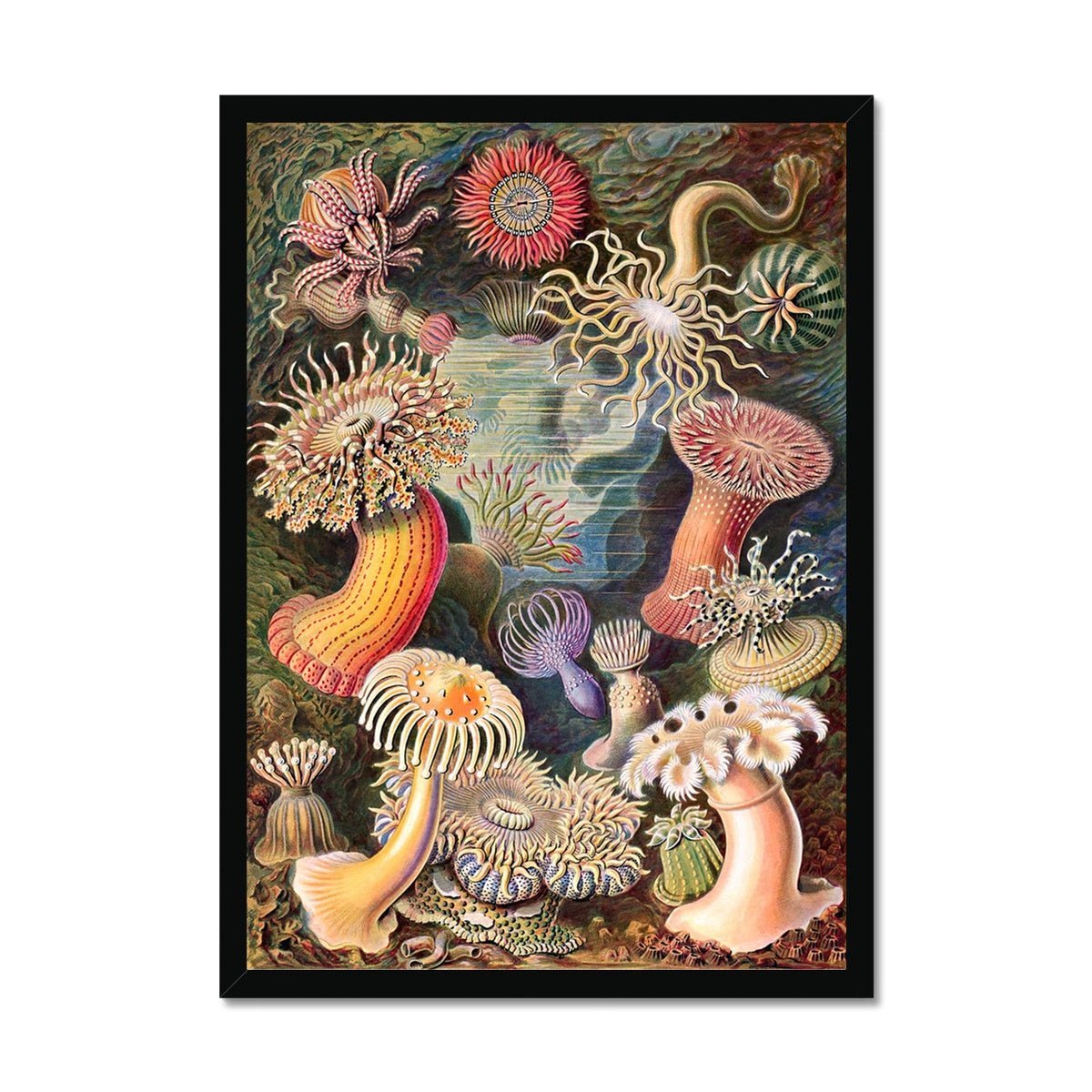 Framed Print 6"x8" / Black Frame Framed Ernst Haeckel Actiniae Sea Anemones Marine Life | Sea Life, Ocean Home Decor | Natural History Vintage Evolution Framed Art Print