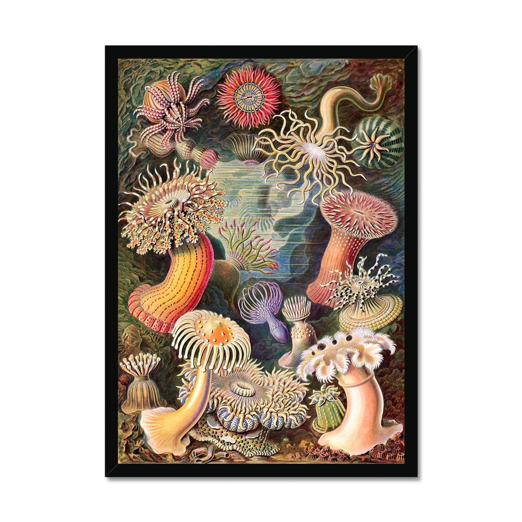 framed-ernst-haeckel-actiniae-