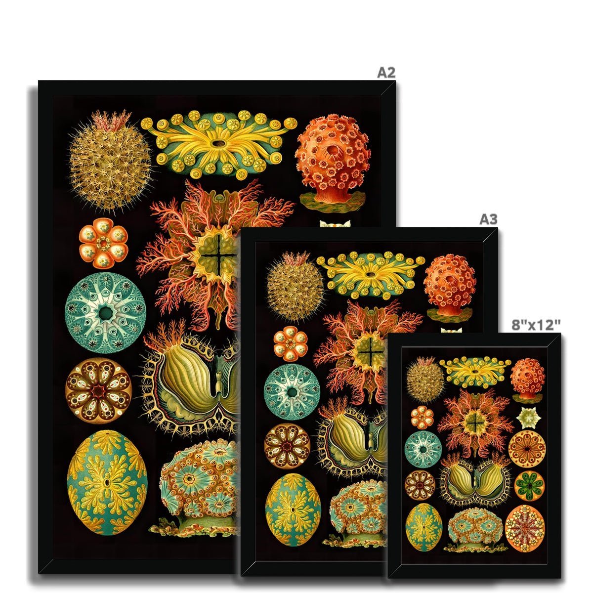 Framed Ernst Haeckel, Ascidiea (Sea Squirts) Marine Life | Sea Life, Ocean Home Decor | Classroom Evolution Vintage Framed Art Print