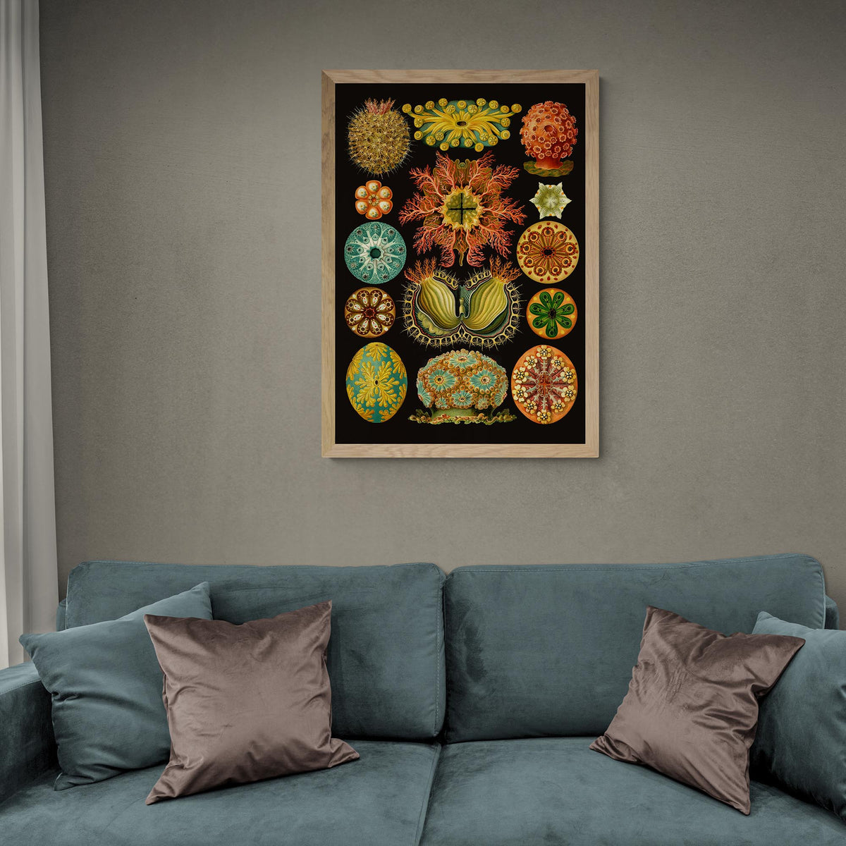 Framed Ernst Haeckel, Ascidiea (Sea Squirts) Marine Life | Sea Life, Ocean Home Decor | Classroom Evolution Vintage Framed Art Print