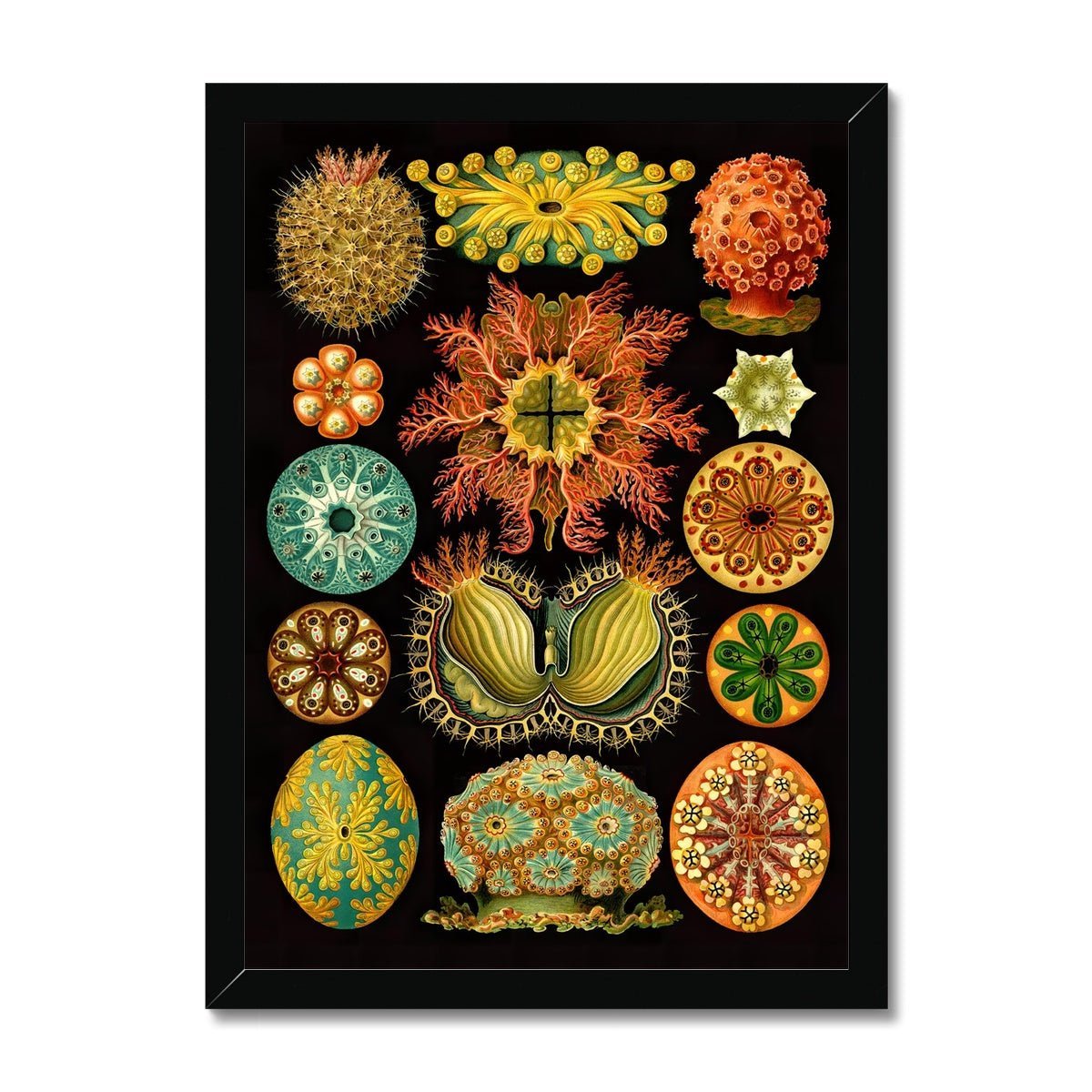 Framed Ernst Haeckel, Ascidiea (Sea Squirts) Marine Life | Sea Life, Ocean Home Decor | Classroom Evolution Vintage Framed Art Print
