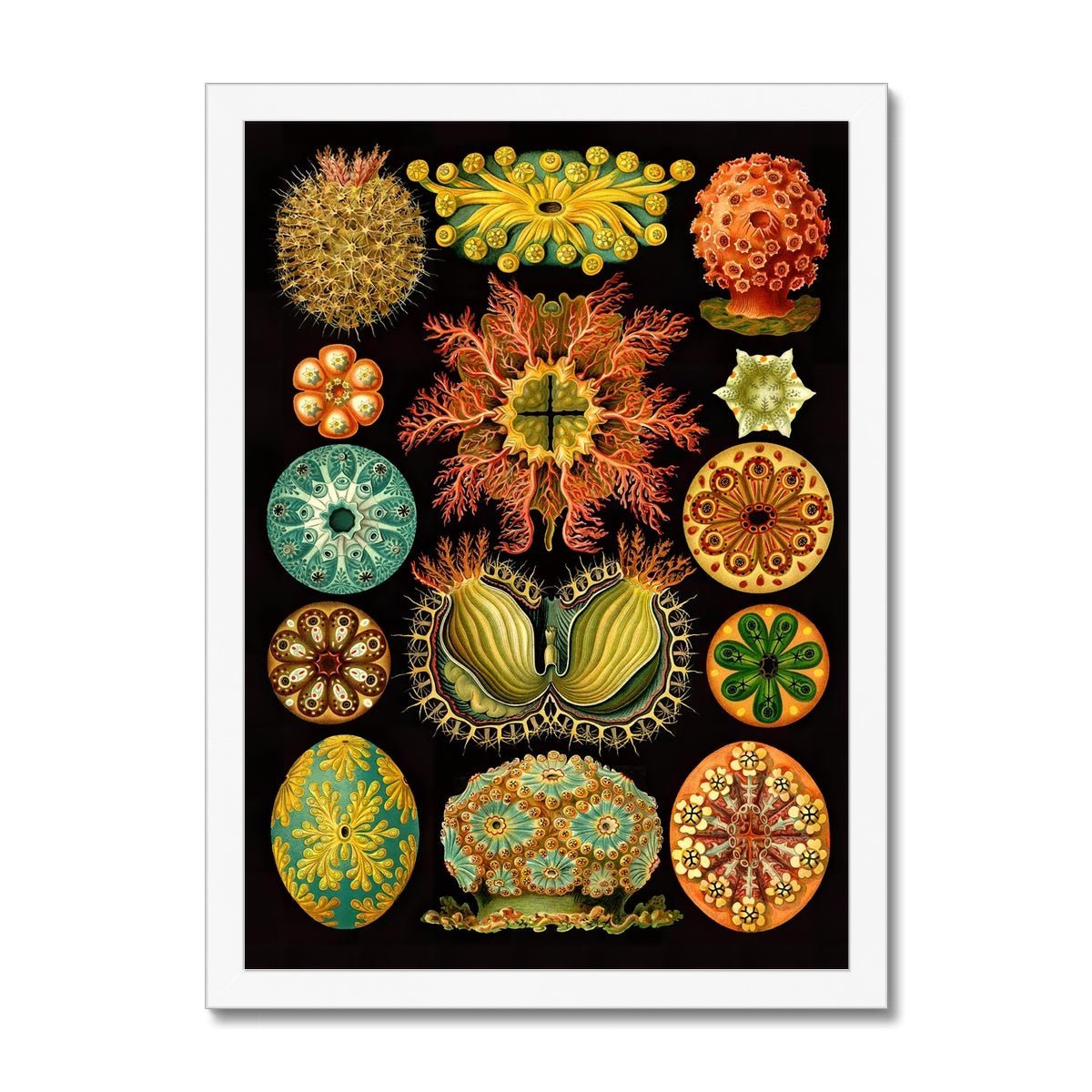 Framed Ernst Haeckel, Ascidiea (Sea Squirts) Marine Life | Sea Life, Ocean Home Decor | Classroom Evolution Vintage Framed Art Print