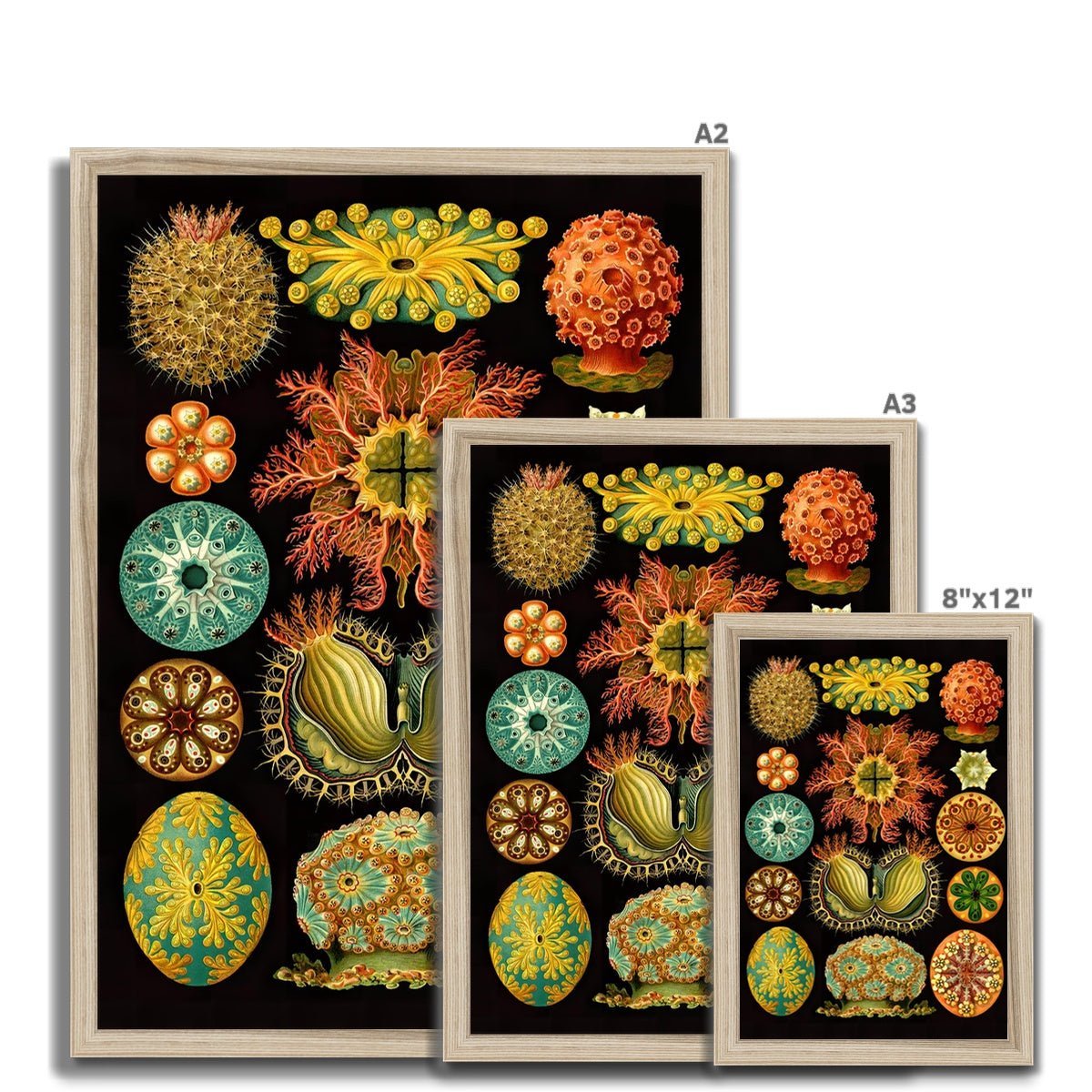 Framed Ernst Haeckel, Ascidiea (Sea Squirts) Marine Life | Sea Life, Ocean Home Decor | Classroom Evolution Vintage Framed Art Print