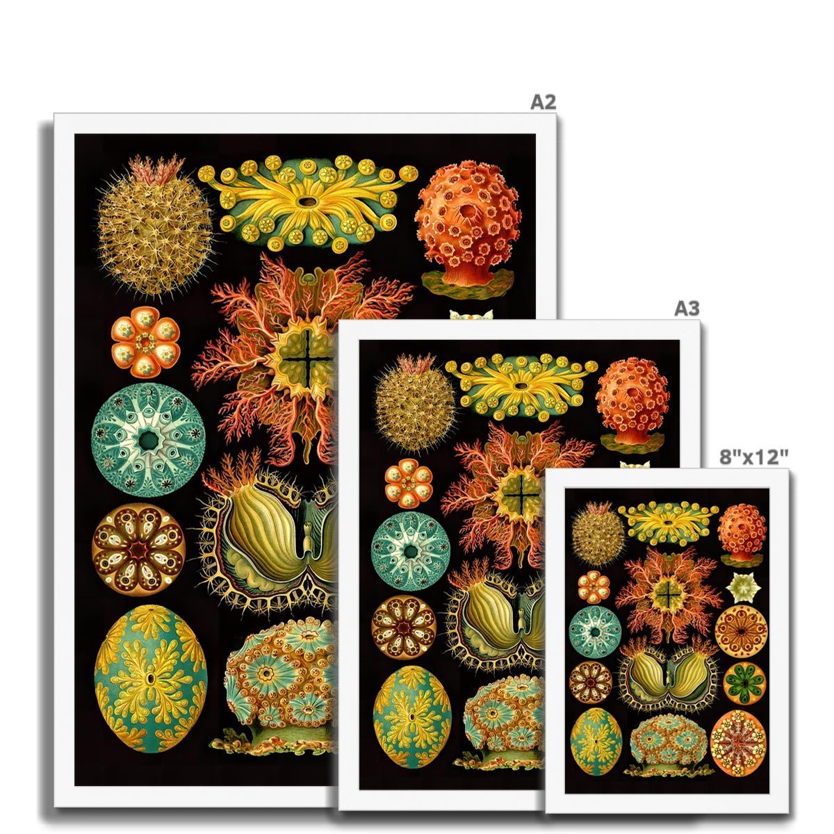 Framed Ernst Haeckel, Ascidiea (Sea Squirts) Marine Life | Sea Life, Ocean Home Decor | Classroom Evolution Vintage Framed Art Print
