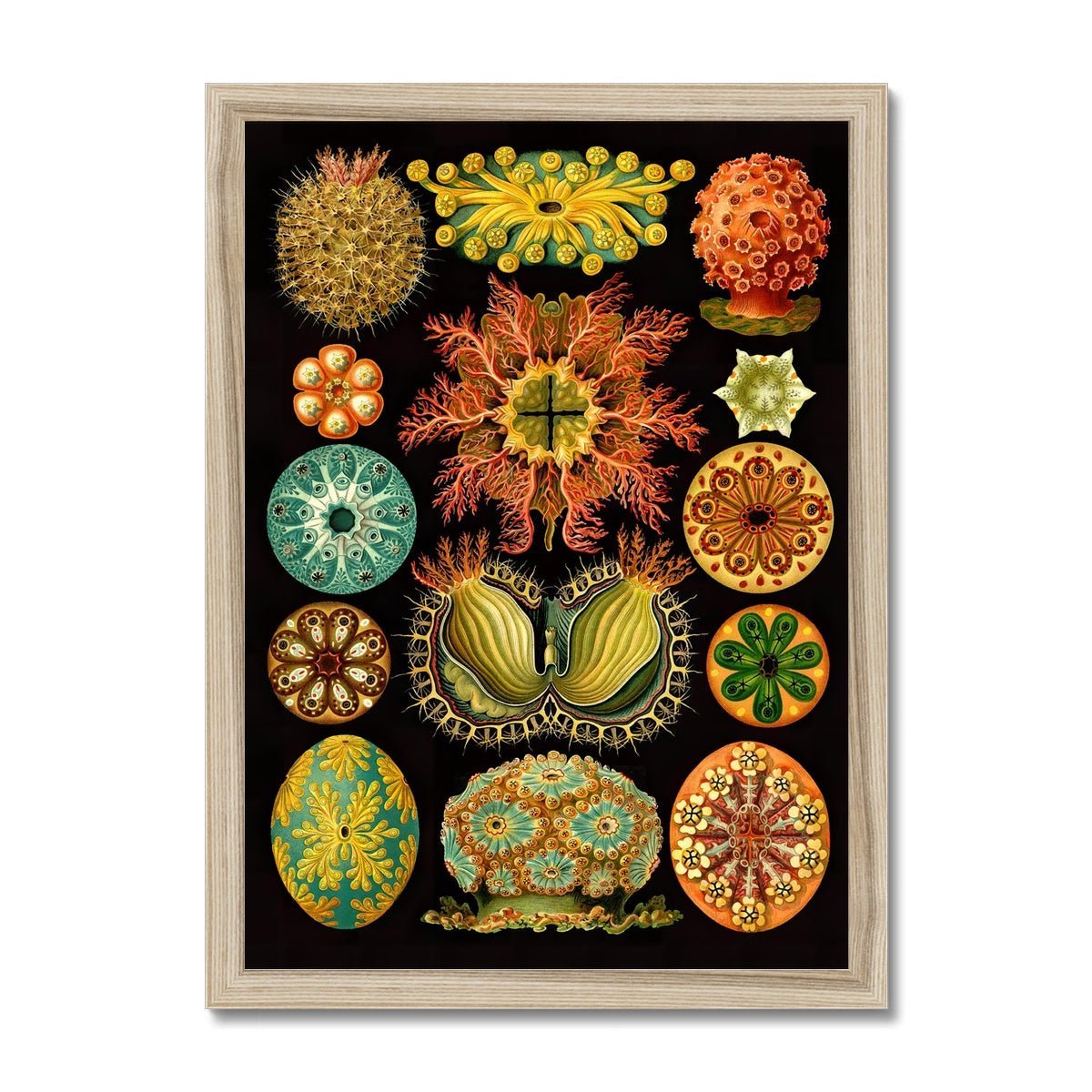 Framed Print 8"x12" / Natural Frame Framed Ernst Haeckel, Ascidiea (Sea Squirts) Marine Life | Sea Life, Ocean Home Decor | Classroom Evolution Vintage Framed Art Print