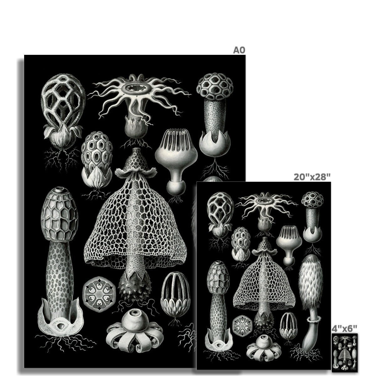 giclee Haeckel Basimycetes Mushroom Art Botanical Fungi Mycelium Poster Mushroom Illustration Vintage Giclee Fine Art Print