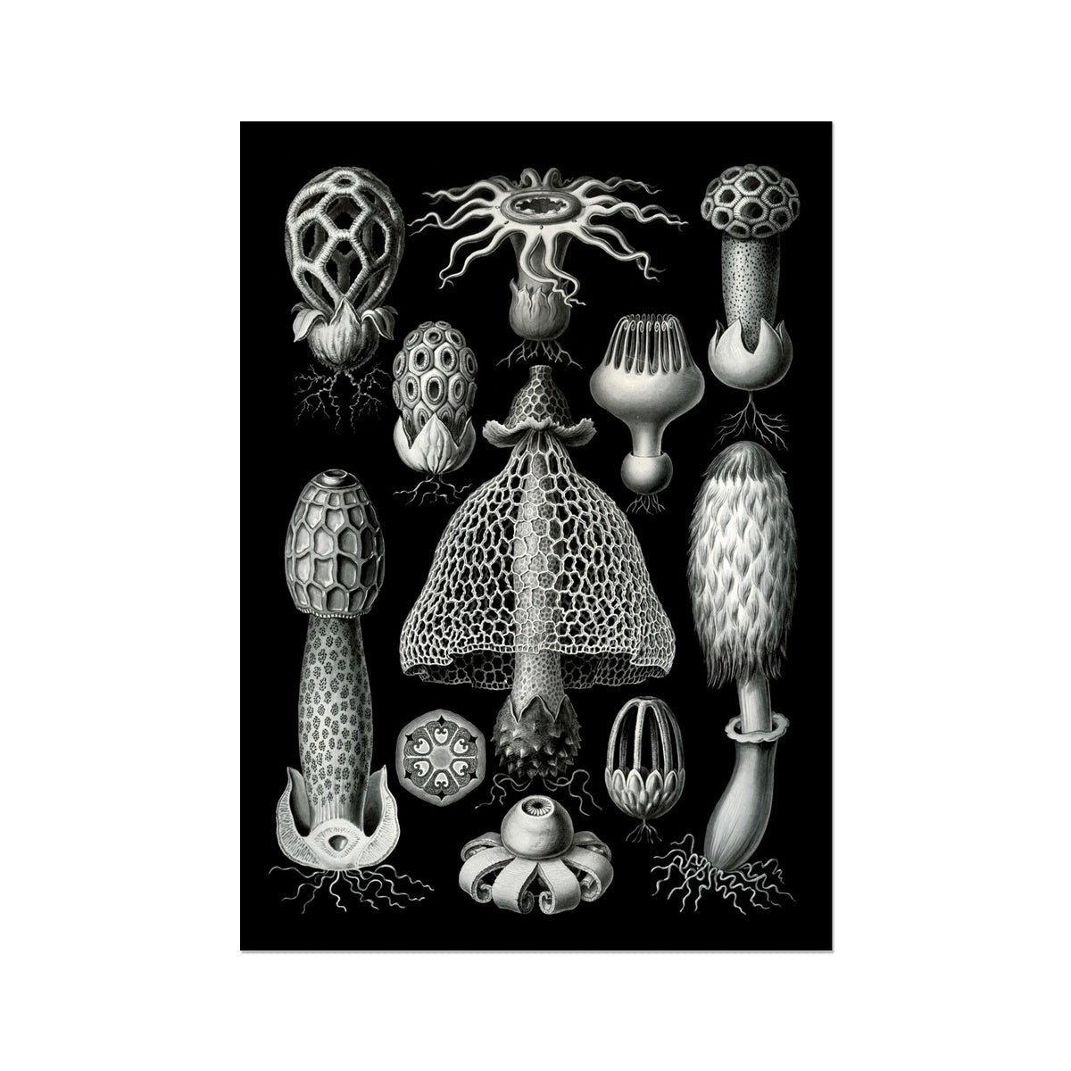 Haeckel Basimycetes Mushroom Art Botanical Fungi Mycelium Poster Mushroom Illustration Vintage Giclee Fine Art Print
