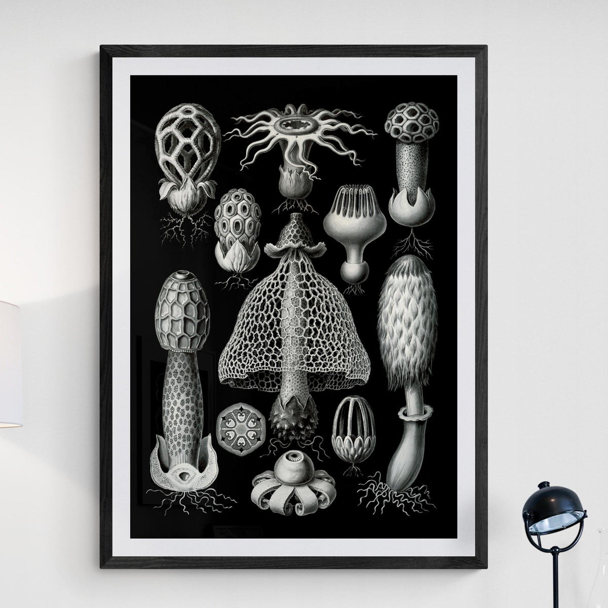 giclee Haeckel Basimycetes Mushroom Art Botanical Fungi Mycelium Poster Mushroom Illustration Vintage Giclee Fine Art Print