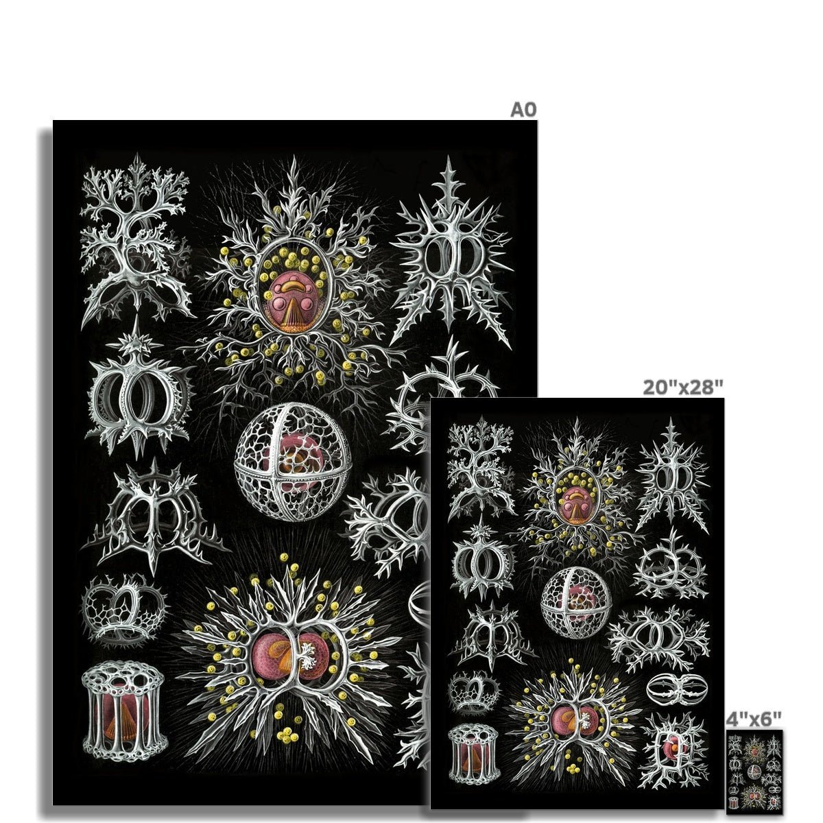 giclee 4"x6" Haeckel Stephoidea Marine Life | Vintage Sea, Ocean Decor, Evolution Fine Art Print