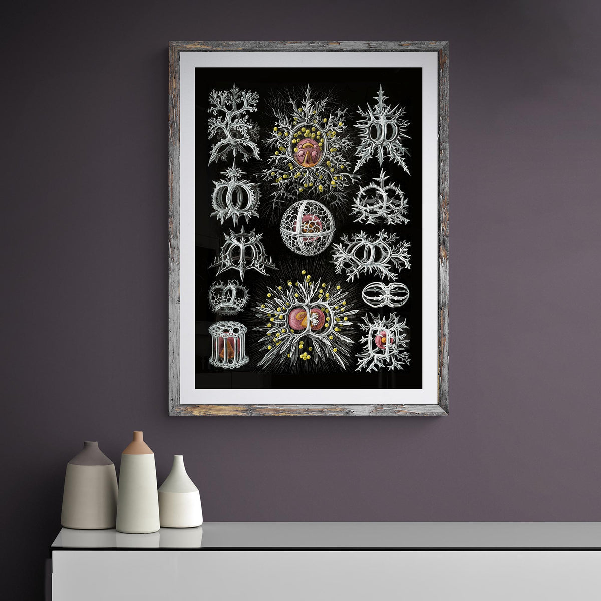 Haeckel Stephoidea Marine Life | Vintage Sea, Ocean Decor, Evolution Fine Art Print