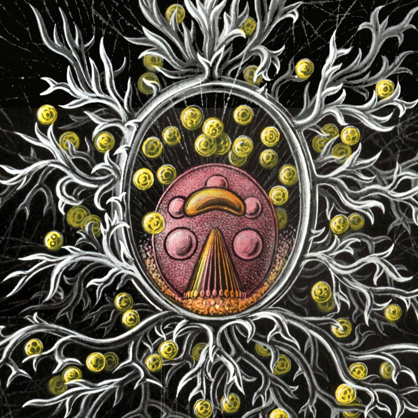Haeckel Stephoidea Marine Life | Vintage Sea, Ocean Decor, Evolution Fine Art Print