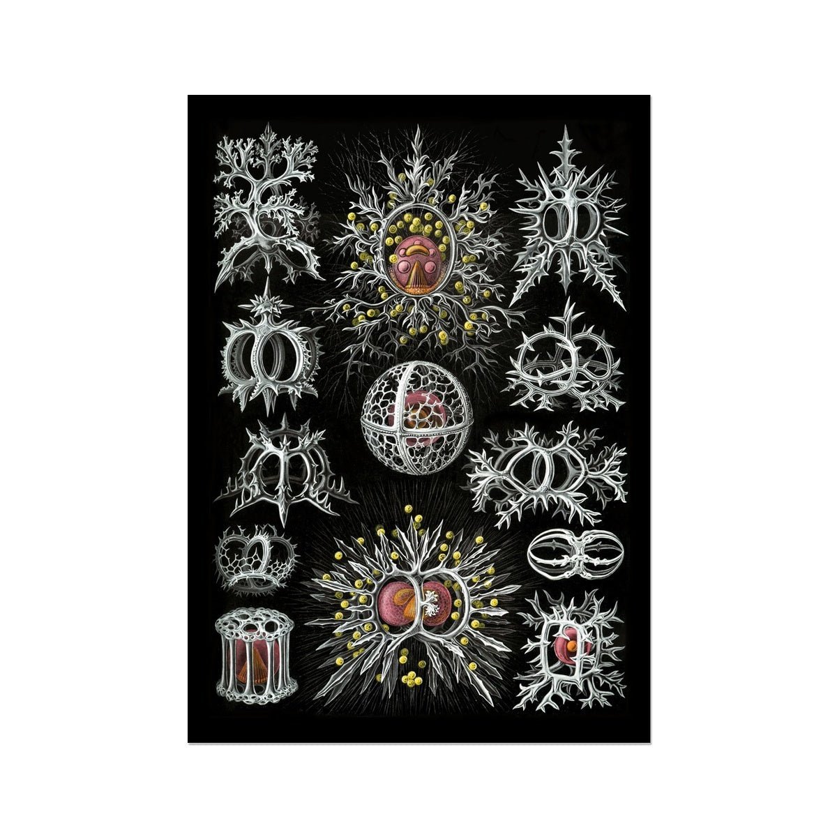 Haeckel Stephoidea Marine Life | Vintage Sea, Ocean Decor, Evolution Fine Art Print