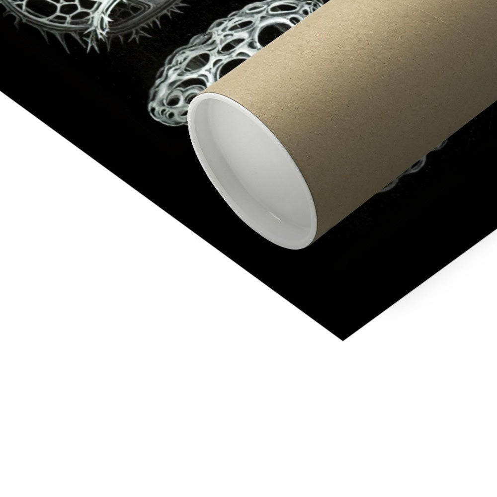 Haeckel Stephoidea Marine Life | Vintage Sea, Ocean Decor, Evolution Fine Art Print