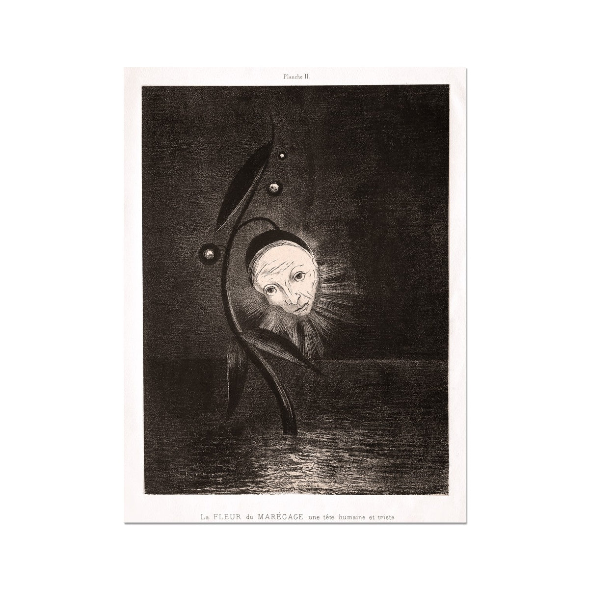 Odilon Redon: The Marsh Flower and a Sad Head Giclée Fine Art Print